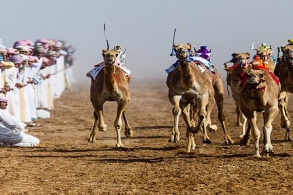 Camel Racing Predictions