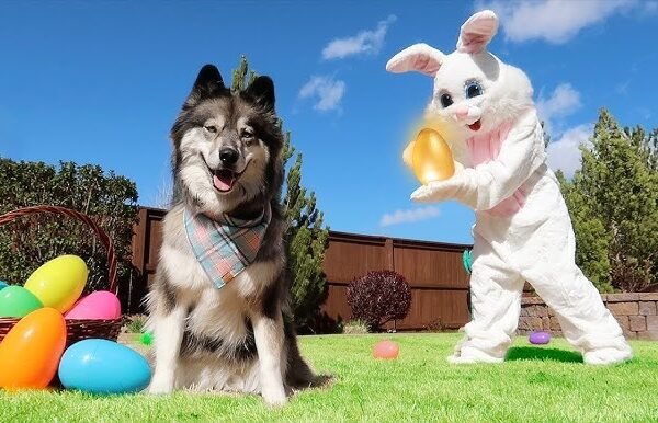 A happy, playful puppy, representing the joy of finding your perfect furry companion through PuppyFind.